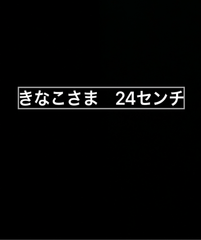 きなこさま