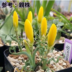 種子１０粒 ゲイソリザ コルガータ ケープバルブ 多肉植物 球根 冬型 実生用 - メルカリ