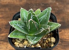 Agave/アガベ  笹の雪/D型 美株 発根済  送料込み