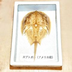 カブトガニ（レプリカ🇺🇸）