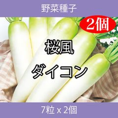 野菜種子 TVF06 桜風ダイコン 7粒 x 2個