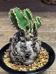 ユーフォルビア ムランジーナ em01 ［鉢ごとメルカリ便］ ユーフォルビア ムランジーナ em01 ［鉢ごとメルカリ便］ - メルカリ