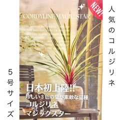 コルジリネ　マジックスター（5号）新品種　日本初上陸　人気　オージープランツ　庭木　シンボルツリー
