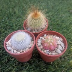 サボテン3点セット（ペンタカンサ、金晃丸、雪晃）