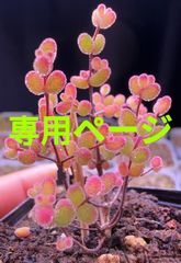愛多肉-(AI-TANIKU) - メルカリShops