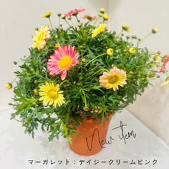 マーガレット：デイジークリームピンク（5号鉢）マーガレット苗　菊　マム　春の花　希少　人気　花苗　寄せ植え