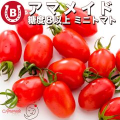 ミニトマト 1kg 希少な通年糖度8以上 アマメイド 国産 トマト 糖度8以上のとろける甘み 甘い 野菜 高糖度 国産ミニトマト リコピン 大容量 内祝い お中元 贈り物 ギフト ミニトマト とまと