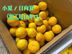 平戸夏香　加工用10キロ入り　小夏 日向夏