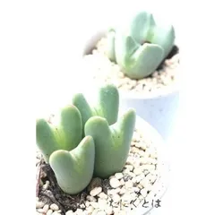 ムスコシパピラツム 2頭 コノフィツム オレンジ花 2寸ポット 中型足袋型 昼咲き種 メセン科 根付苗 アフリカ原産 多肉植物 多肉永遠