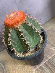 サボテン　メロカクタス　マタンザナス　花座サボテン　可愛いサボテン