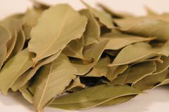 ローリエ 月桂樹 ローレル ベイリーフ フレッシュ 1kg 無農薬栽培