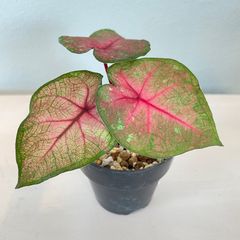 【希少】　カラジウム　カラジューム　ハイブリッド　観葉植物　カラーリーフ　斑入り