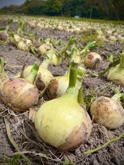 淡路島玉ねぎ “いくたま” Sサイズ 1.8kg【兵庫県淡路島産】