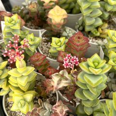 【多肉植物】おまかせ　クラッスラ寄せ植え
