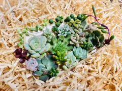 2025年最新】多肉植物寄せ植えの人気アイテム - メルカリ