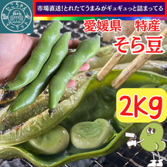１房2〜3粒★味香良し上物♪【５月中旬～後半にかけて発送予定分】市場直送！そら豆　愛媛県産　2kg　期間限定！旨味がぎゅっと詰まってる♪