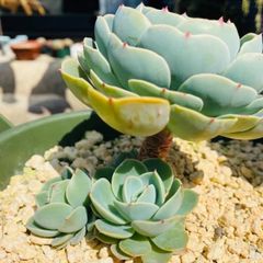 七福神（子株あり）　多肉植物