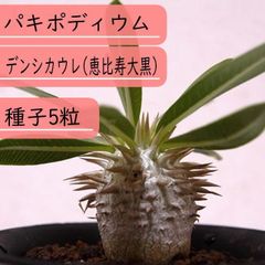 【種子】パキポディウム・デンシカウレ(恵比寿大黒)  種子5粒