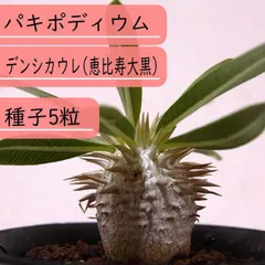 2025年最新】恵比寿大黒 種子の人気アイテム - メルカリ