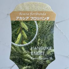 【庭木】アカシア・フロリバンダ　3.5号ラベル苗