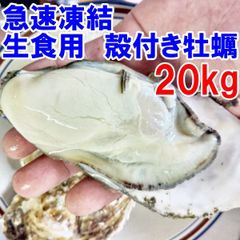 【連休中出荷可能】20kg 急速凍結 生食用冷凍牡蠣 殻付き 牡蠣 送料無料 冷凍便 牡蠣 殻宮城県産 殻付き牡蠣 殻付き 殻付 カキ 牡蛎 かき 松島牡蠣屋 kaki かき「生食用　冷凍牡蠣　20ｋｇ」