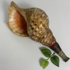 大型 修験道 法螺貝38.5㎝ 山伏 密教 魔除け 熊よけ❣️ホラガイ