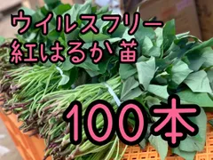 楽天市場】【予約】選べる！さつまいも苗 100本入り 紅はるか
