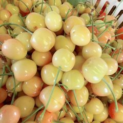 ラスト　さくらんぼ　加工用　800g