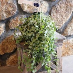 ディスキディア ヌンムラリア 2.5〜3号鉢 【１株販売】 観葉植物 鉢植え お洒落 可愛い インテリア 人気 室内 苗 初心者 希少