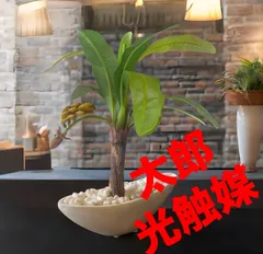 斑入りバナナ　中型観葉植物 緑白ストライプ 激レア】多くのレア斑入りバナナをもつコレクター「ナツⅡ」さん