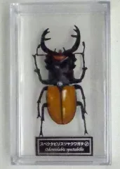 ディアゴスティーニ世界の昆虫全64種コンプリート　クワガタカブトムシ　フィギュア 世界の昆虫 全64体 原寸大フィギュア ディアゴスティーニ コンプリート