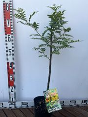 強い山椒苗 /スーパー朝倉山椒 5号接木苗・強健台木