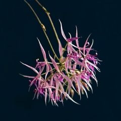 ★洋蘭★原種★Macroclinium manabinum マクロクリニウム　マナビナム★4-1
