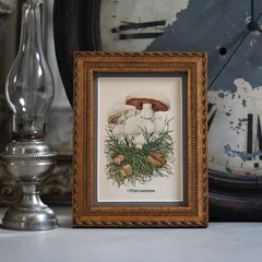 ヴィンテージフレーム「きのこNo1」 希少なヴィンテージ図鑑からの一枚と額縁のセット( アンティーク雑貨 蚤の市 インテリアアート オブジェ レトロ アートフレーム 額縁 絵 ポスター  インテリア雑貨 アート 古道具 店舗什器 植物画 ボタニカルアート)
