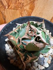 包心龍 lize血統 子株つき - メルカリ