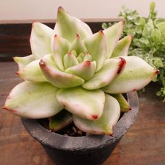 MA068	エルクホン錦	【イータニク】多肉植物　韓国苗　第四種郵便発送