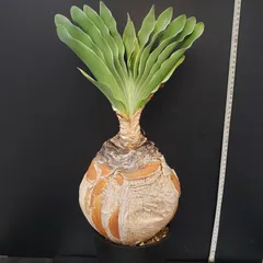 ブーファン ハエマンソイデス ケープバルブ 現地球 ブーファン ハエマンソイデス ケープバルブ 現地球