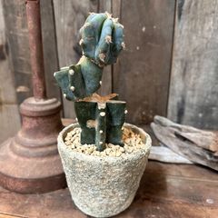 観葉植物　多肉植物　サボテン　柱サボテン　ブランチ　インテリアグリーン　A30