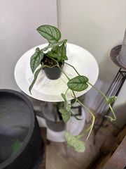 モンステラ・シルテペカナ　3号ポット　稀少　シルバーモンステラ　ハンギング　ツル性　オシャレ　かわいい　インテリア　グリーン　観葉植物