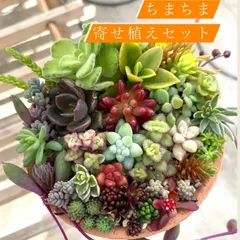 ☆レアセダム入り☆多肉植物寄せ植えセット☆ちまちま寄せ植えセット☆セダムカット苗☆クラッスラ☆カット苗詰め合わせ☆ちまちま好き