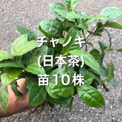 ⭐️⭐️日本茶の苗木10株⭐️⭐️ 5500円→1800円　お茶の苗木　お茶苗　チャノキ　チャノキ苗抜き苗　日本茶苗　茶苗　お茶苗　お茶の木苗
