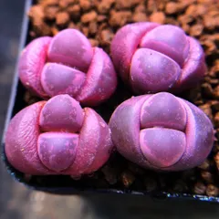多肉植物　リトープス  紅大内玉　1.5cm 以上　大玉　親株　２株セット　抜き苗