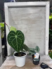 メルル様専用ページ　アンスリウム　クラリネルビウム　アロカシア　シルバードラゴン