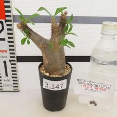 3147 「塊根植物」パキポディウム マカイエンセ 植え【発根未確認・makayense・芽吹き・購入でパキプス種子プレゼント】