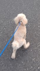 飾皿 香蘭社謹製 フランクリンポーセリン 限定版絵皿 花の宴の内 6枚