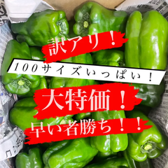 訳アリ！朝採れ新鮮パリパリピーマン　5キロ越え