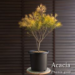 アカシアフェニックスゴールド オージープランツ 希少苗 幹太 大株 美樹形 8号 アカシアフェニックスゴールド オージープランツ 希少苗 幹太 大株