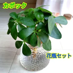 大型　希少　シェフレラ　マルコ　曲がり仕立て　10号　バルーン陶器鉢　植え込み 楽天市場】シェフレラ 10号の通販