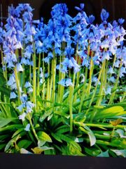 シラー・カンパニュラータの球根（植え時、７個）