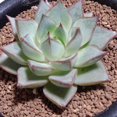韓国苗【タトゥー】エケベリア・1